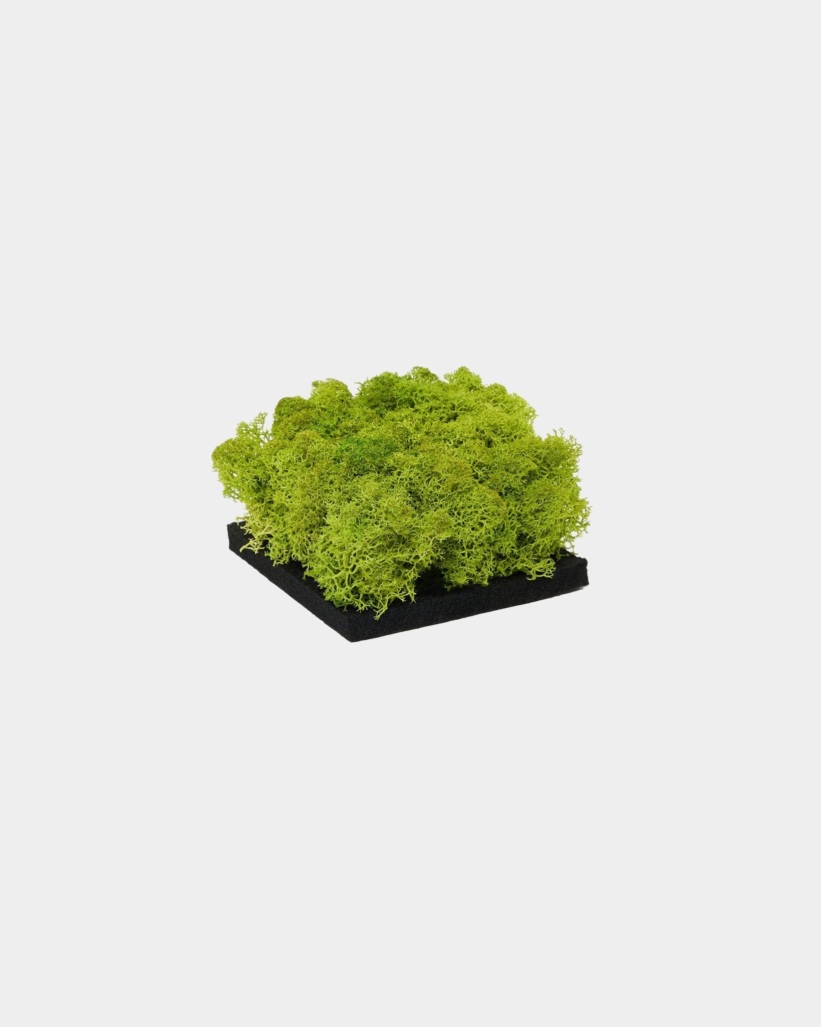 Échantillon WoodUpp Moss Panneau acoustique en Apple Green, avec un moss stabilisé vert éclatant sur une base black, présenté sur un fond blanc uni.