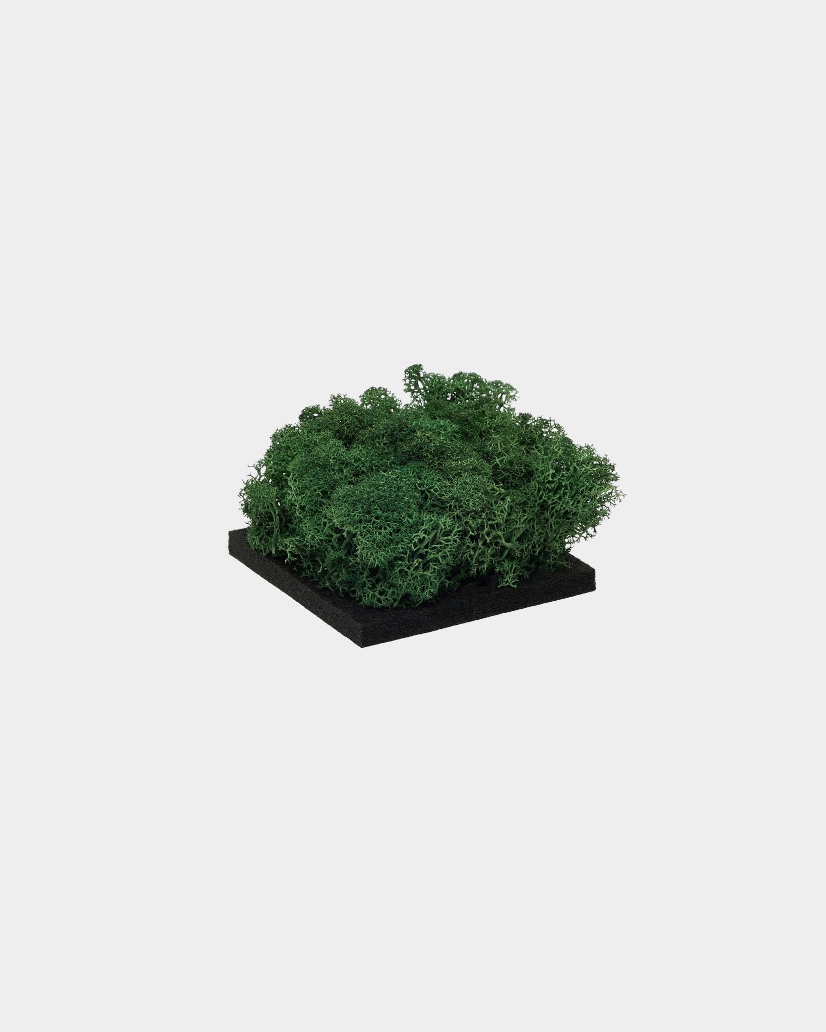 Échantillon WoodUpp Moss en Moss Green, avec un moss vert dense stabilisé sur une base carrée en black, présenté sur un fond blanc uni.