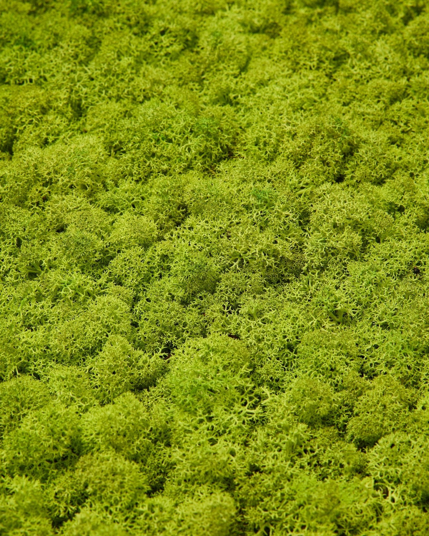 Gros plan sur WoodUpp Akupixel Panneau acoustique en Apple Green moss, 60x60 cm, avec une surface moss dense et texturée pour un style nordique naturel.