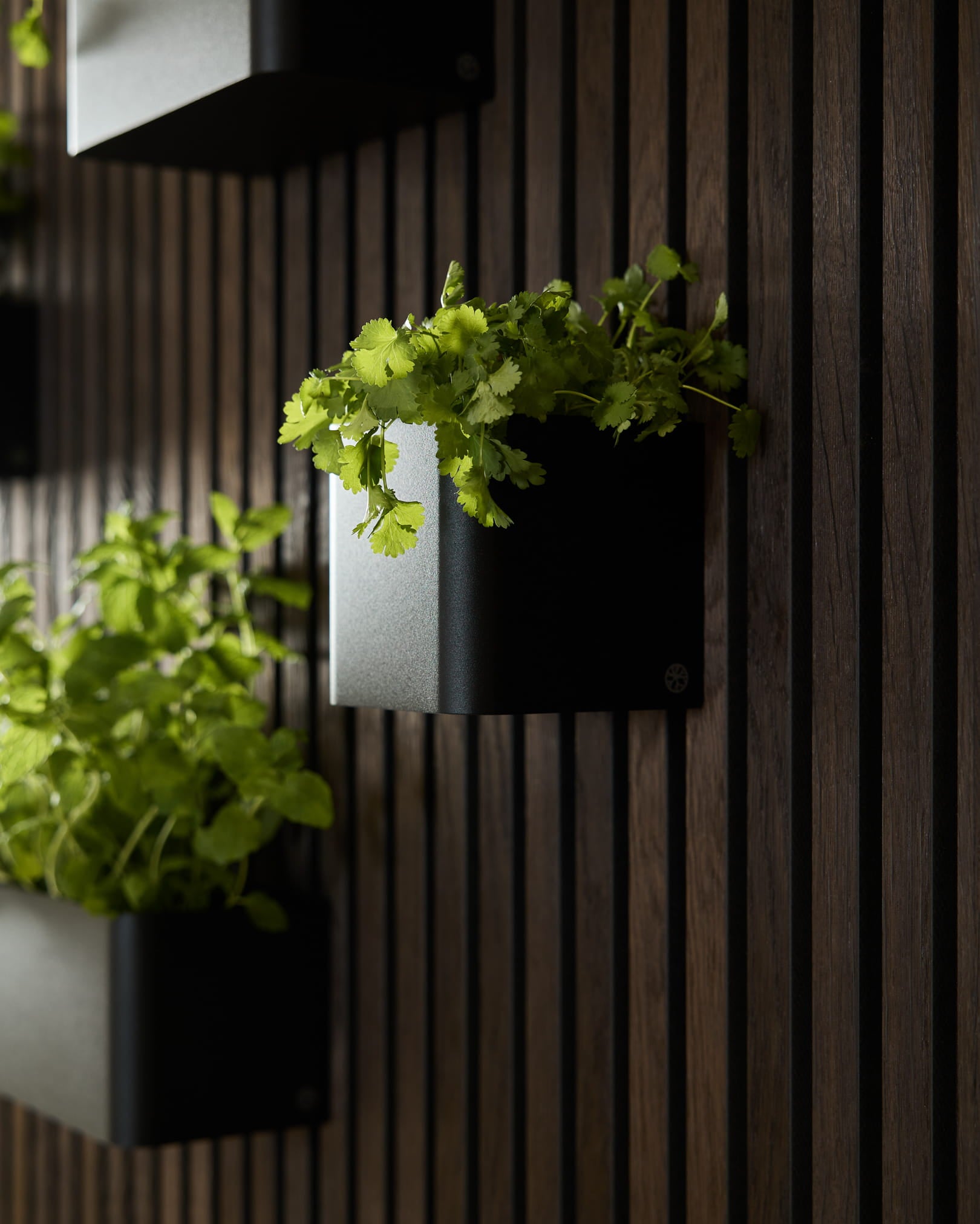 Des plantes vertes dans la Plant Box WoodUpp Norr, 11,9 cm Black, sur fond de mur en panneaux acoustiques en bois vertical.