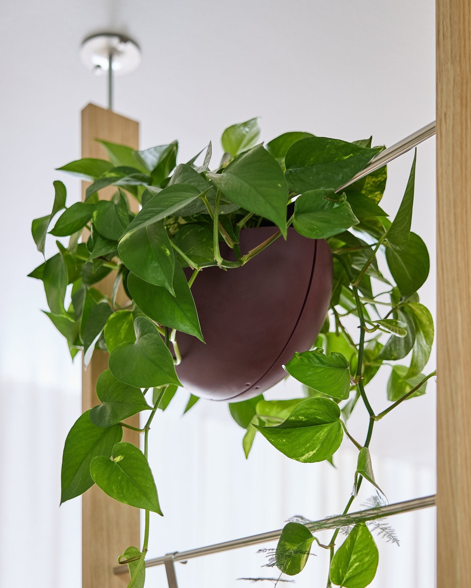 Un pothos pousse dans un pot Gro Soft Pocket BM2 Ox Red (4 l) de la marque WoodUpp, suspendu à lintérieur à un panneau acoustique, dont les vrilles retombent en cascade.
